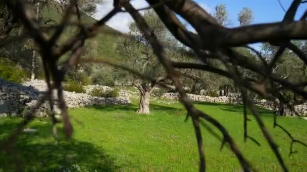 Оливкових гаїв і садів у Чорногорії — стокове відео