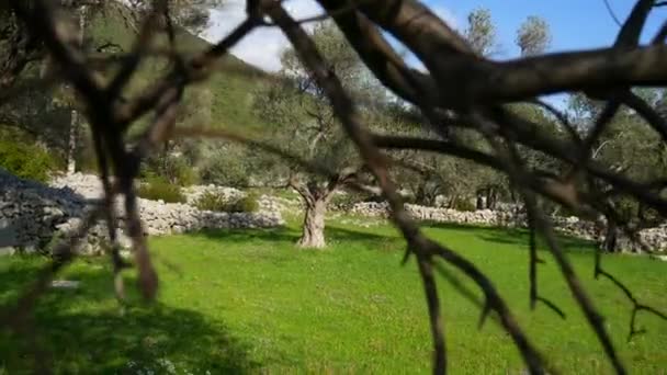 Olive groves and gardens in Montenegro — Stock Video