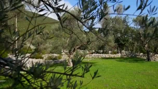 Olive groves en tuinen in Montenegro — Stockvideo