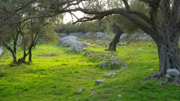 オリーブ畑とモンテネグロの庭園 — ストック動画