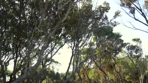 Árboles torcidos en el bosque. Flores y árboles — Vídeos de Stock