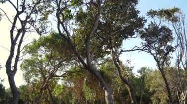 Yamuk ağaçlar ormanın içinde. Çiçekler ve ağaçlar