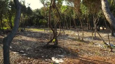 Yamuk ağaçlar ormanın içinde. Çiçekler ve ağaçlar