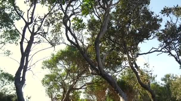 Alberi storti nella foresta. Fiori e alberi — Video Stock