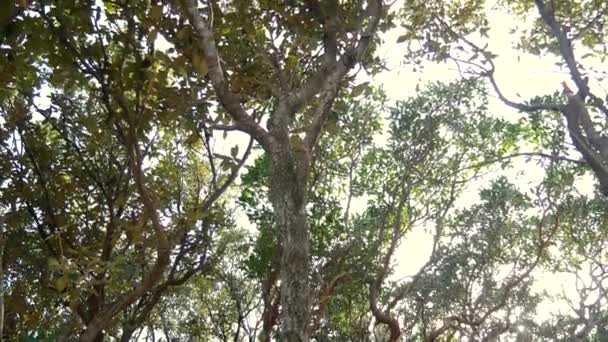 Árboles torcidos en el bosque. Flores y árboles — Vídeo de stock