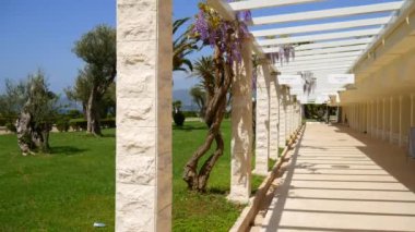 Çiçekli ağaç wisteria Karadağ, Adriyatik ve inat