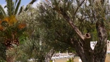 Zeytin ağacı. Zeytin bahçeleri ve bahçeler