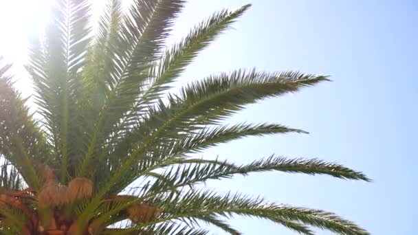 Una rama de una palmera de cerca — Vídeo de stock