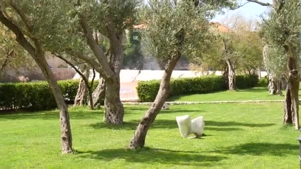 Árvore de oliveira. Azeitonas e jardins — Vídeo de Stock