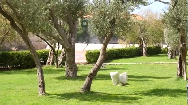 Olive Tree. Olive groves en tuinen — Stockvideo