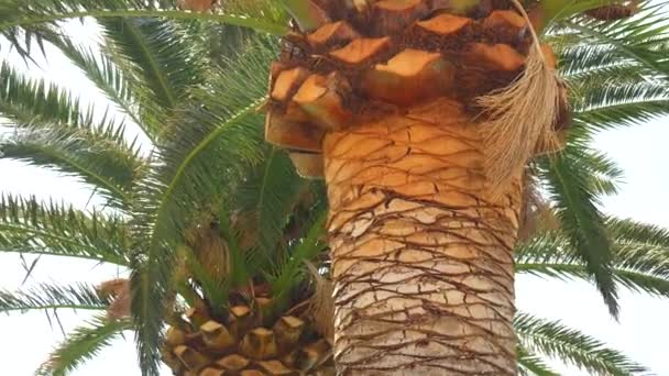 Ein Zweig einer Palme in Nahaufnahme — Stockvideo