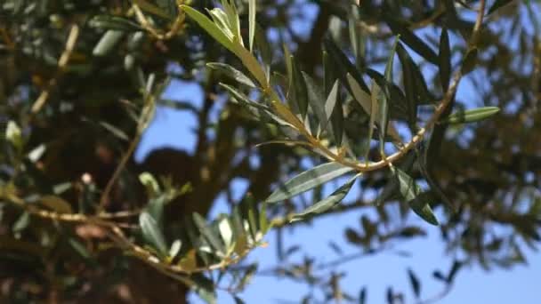 Olivenzweig mit Blättern in Nahaufnahme. Olivenhaine und Gärten in m — Stockvideo