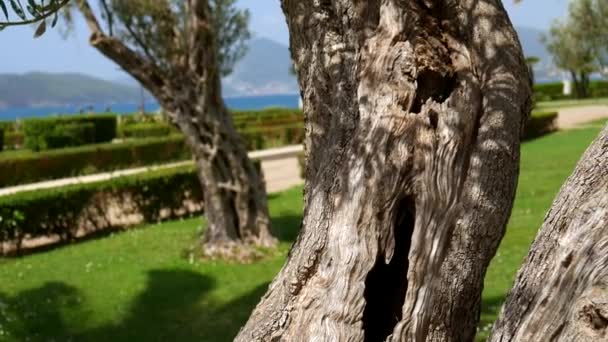 Close-up of the trunk of a tree of olives. Olive groves and gard — Stock Video