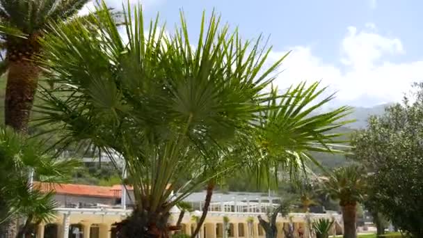Palm tree top closeup on sea coast background — Stock Video