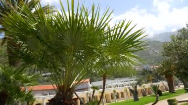 Palmiye ağacı en iyi portre deniz kıyısında arka plan üzerinde