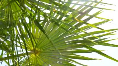 Palmiye ağacı yakın Şubesi