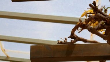 Çiçekli ağaç wisteria Karadağ, Adriyatik ve inat