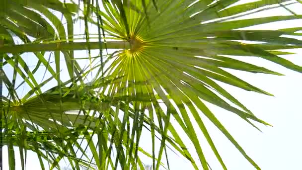 A branch of a palm tree close-up — Stock Video