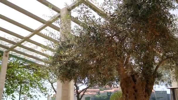 Оливкове дерево. Оливкових гаїв і садів у Чорногорії — стокове відео