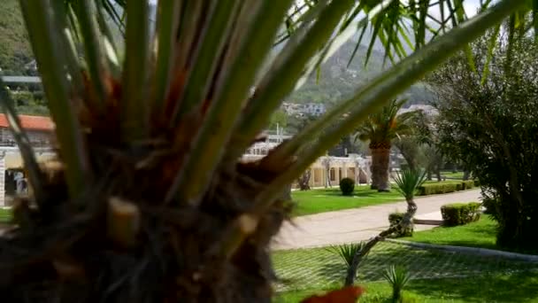 Palm tree top close-up op zee kust achtergrond — Stockvideo