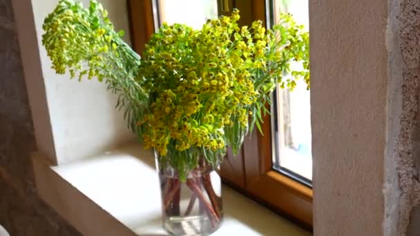 En bukett av Euphorbia characias på fönstret i restaurangen — Stockvideo