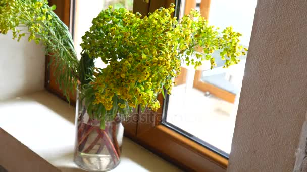 Um buquê de characias Euphorbia na janela do restaurante — Vídeo de Stock