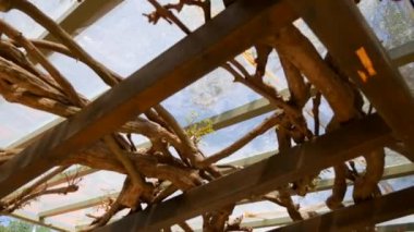 Çiçekli ağaç wisteria Karadağ, Adriyatik ve inat