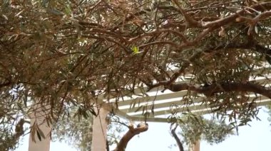 Zeytin dalı ile yaprakları yakın çekim. Zeytin bahçeleri ve bahçelerde M