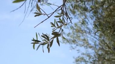 Zeytin dalı ile yaprakları yakın çekim. Zeytin bahçeleri ve bahçelerde M