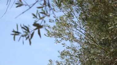 Zeytin dalı ile yaprakları yakın çekim. Zeytin bahçeleri ve bahçelerde M