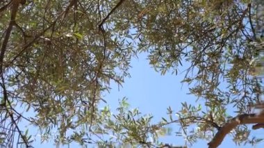Zeytin dalı ile yaprakları yakın çekim. Zeytin bahçeleri ve bahçelerde M