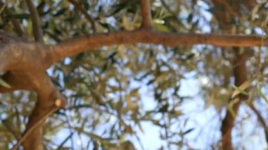 Zeytin dalı ile yaprakları yakın çekim. Zeytin bahçeleri ve bahçelerde M