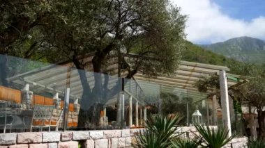 Zeytin ağaçları Cafe. Karadağ