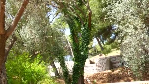 Bosque en Montenegro. Árbol de textura en el bosque — Vídeo de stock