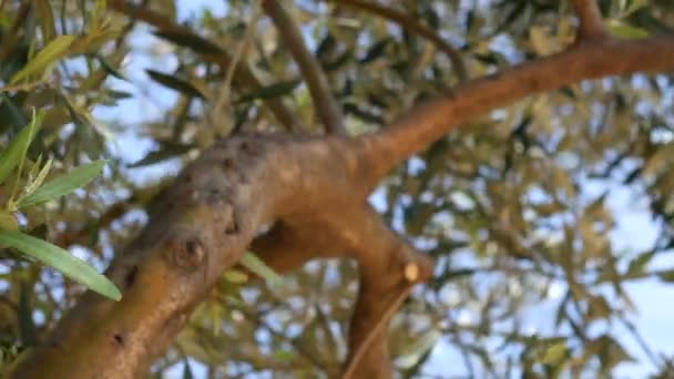 Olive branch met bladeren close-up. Olive groves en tuinen in M — Stockvideo