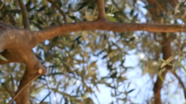 Olive branch with leaves close-up. Olive groves and gardens in M — Stock Video