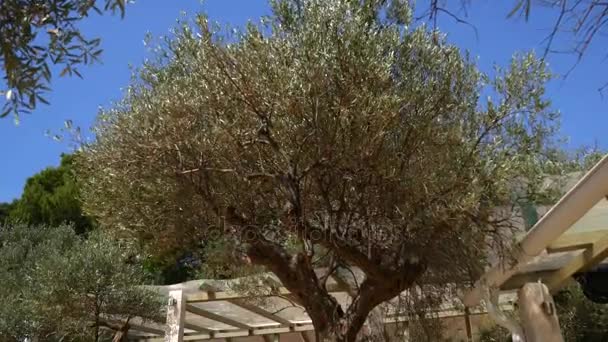 Árvore de oliveira. Olivais e jardins em Montenegro — Vídeo de Stock