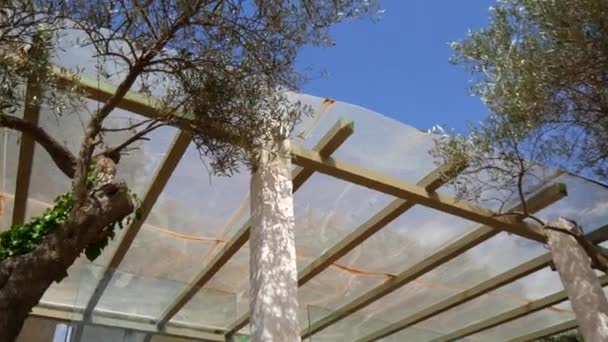 Olive Tree. Olive groves and gardens in Montenegro — Stock Video