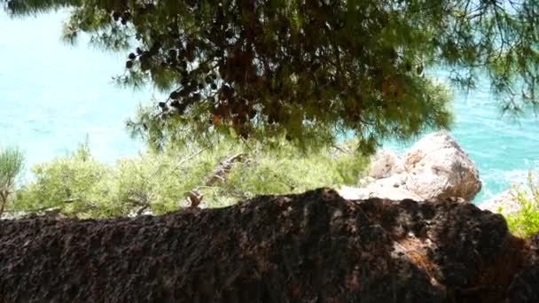 モンテネグロ ミロサー公園の松林 — ストック動画