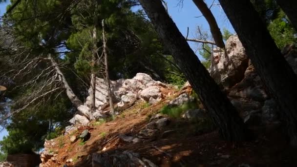 Сосновый лес в Черногории, в парке Милосер — стоковое видео