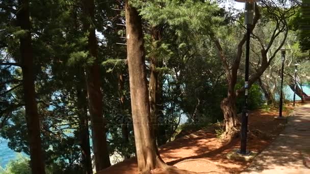 Bosque de coníferas en Montenegro. Árbol de textura. Bosque en la suma — Vídeo de stock