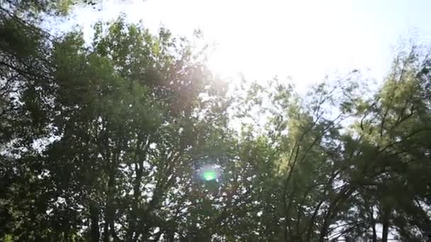 Bländning av solen genom grenarna — Stockvideo