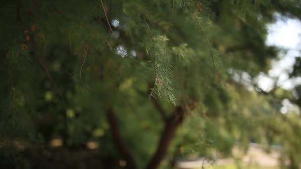 Zapfen auf grünen Zypressenzweigen — Stockvideo