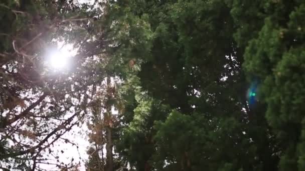L'éblouissement du soleil à travers les branches 
