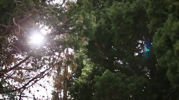 A vakító fény a nap, az ágak — Stock videók