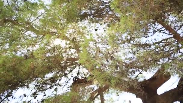 在黑山的松树枝 — 图库视频影像