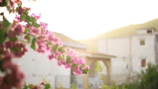 Blommande bougainvillea träd i Montenegro, Balkan, Ad — Stockvideo