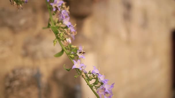 Veilchenblüten wachsen in Kotor aus der Wand. Blumen und Bäume in — Stockvideo