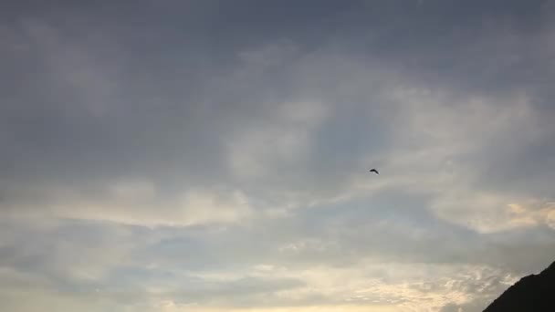 Seagull vliegen in de lucht. Montenegro, Adriatische — Stockvideo