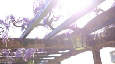 Vintage fener çiçek açan wisteria, Karadağ.